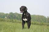 DOGUE ALLEMAND 504
